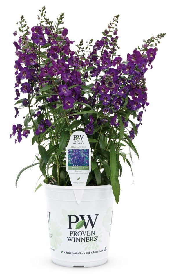 4 Inch Angelonia Angelface Blue