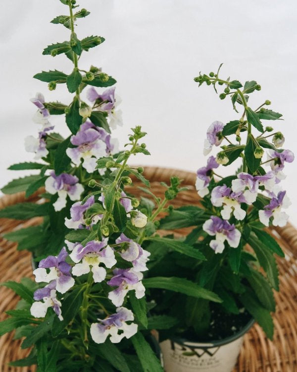 4 Inch Angelonia Angelface Wedgewood Blue