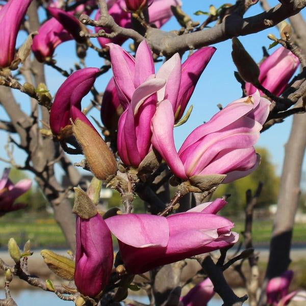 2g Ann Magnolia