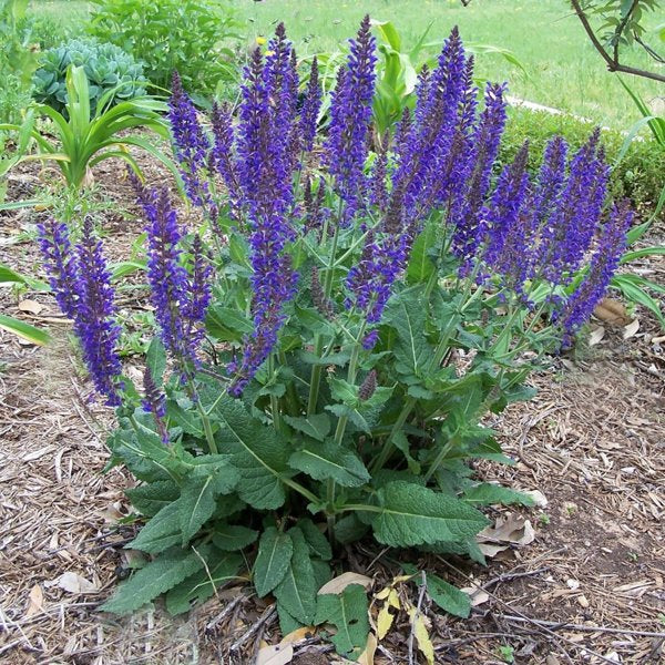 2g April Night Meadow Sage