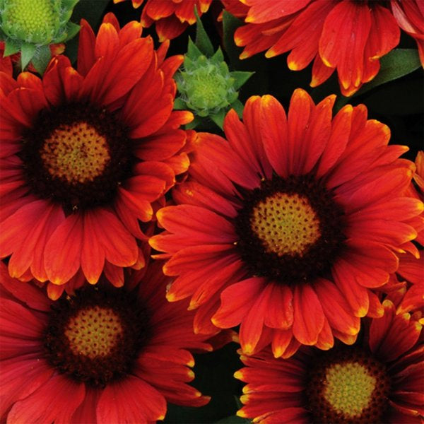 1g Arizona Red Shades Blanket Flower
