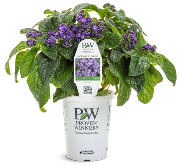 4 Inch Aromagica Purple Heliotrope