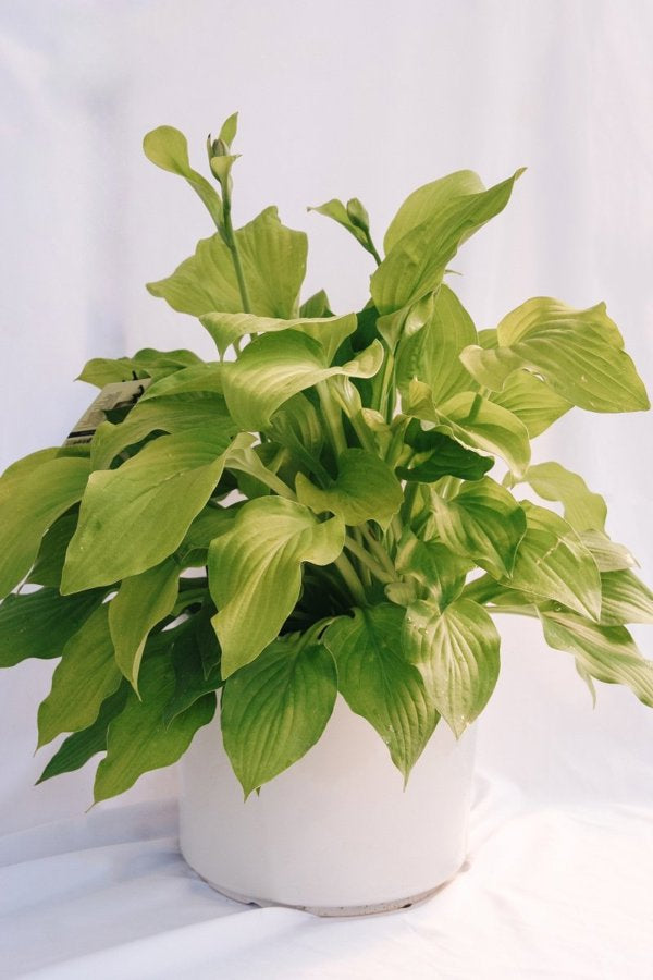 5g August Moon Hosta
