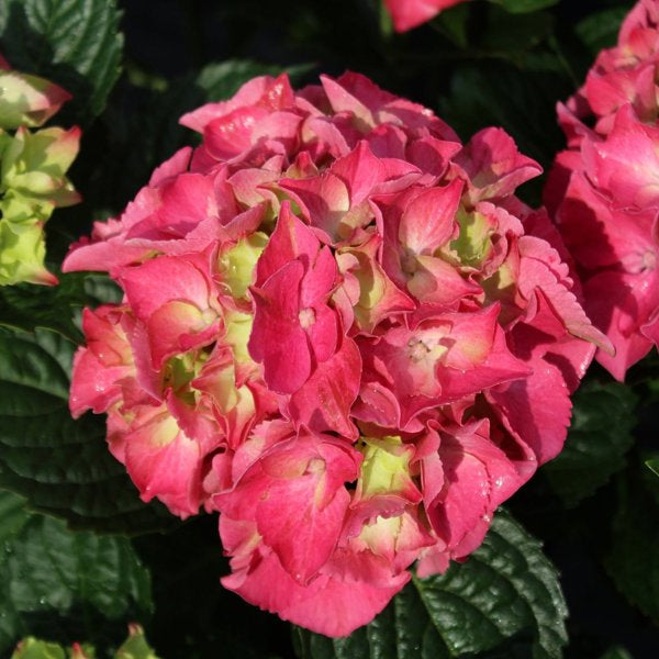2g Aurora Red Bigleaf Hydrangea