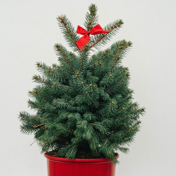 3g Baby Blue Colorado Spruce Decorative Pot