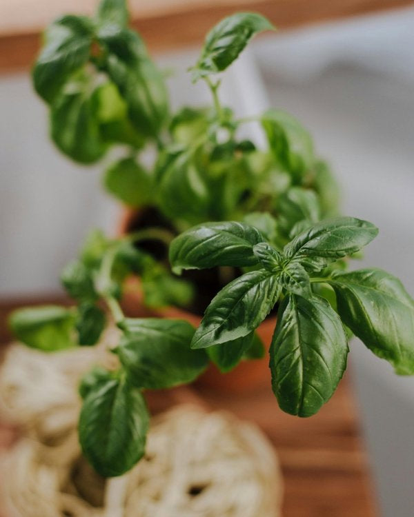 4 Inch Basil Genovese