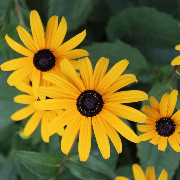 1g Black Eyed Susan