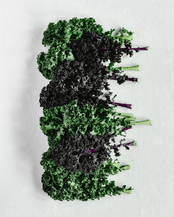 4 Inch Black Kale