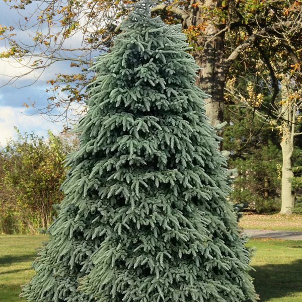2g Black Hills Spruce
