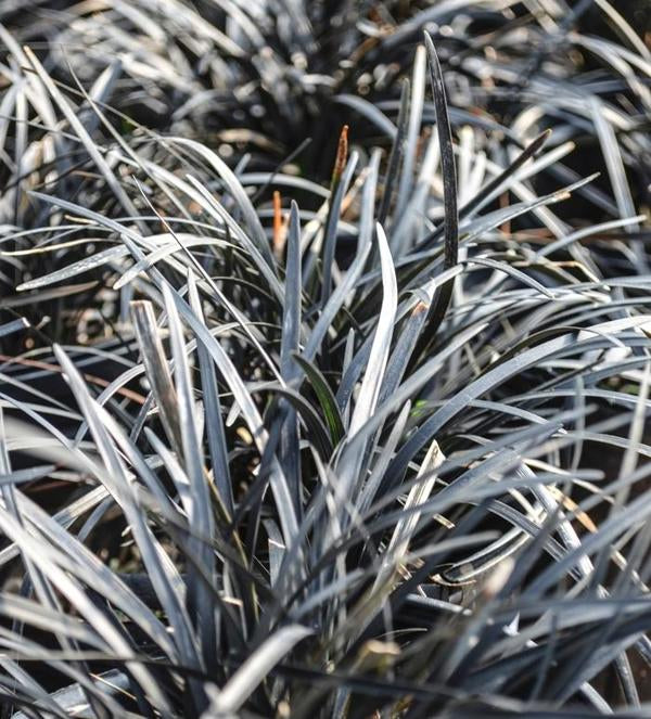 Black Mondo Grass - 11cm Pot