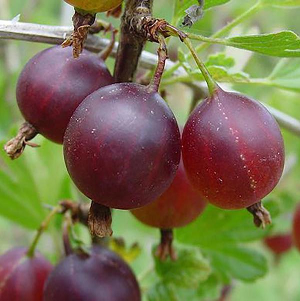 1g Black Velvet Gooseberry