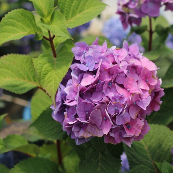 5g BloomStruck Hydrangea