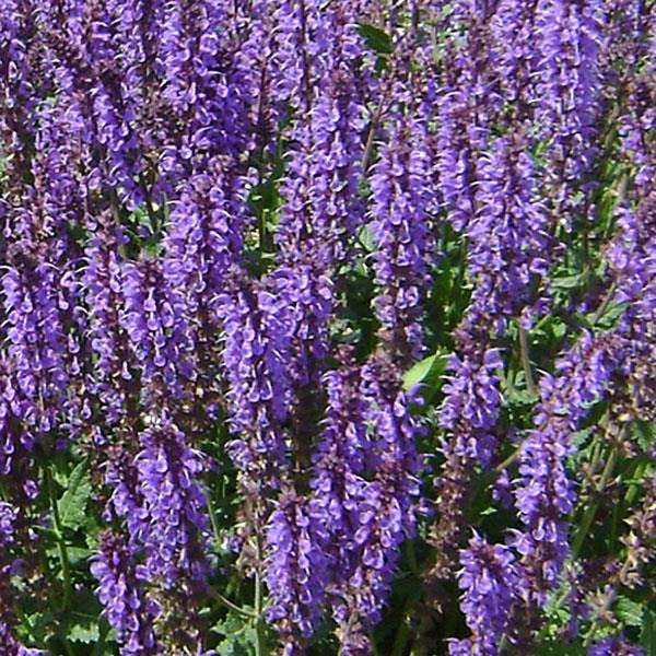 1g Blue by You Meadow Sage