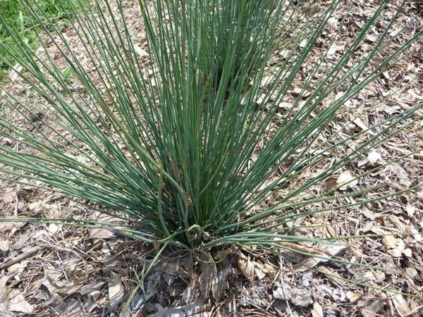 Blue Dart Rush - 11cm Pot