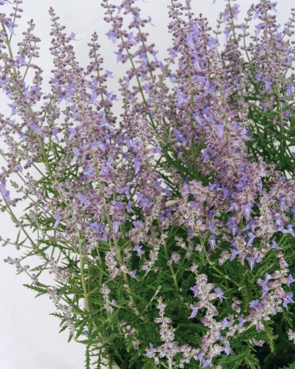 2g Blue Jean Baby Russian Sage
