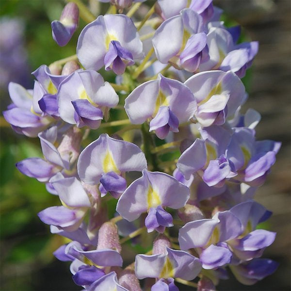 2g Blue Moon Wisteria
