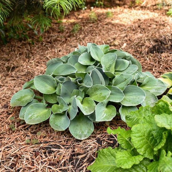 Blue Mouse Ears Hosta - 11cm Pot