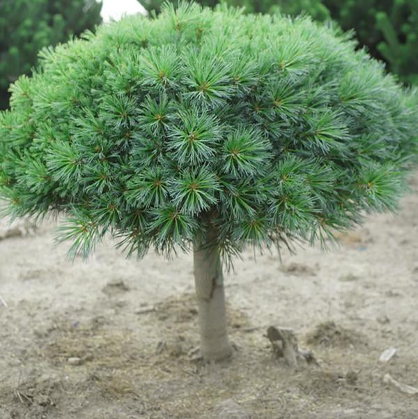 5g Blue Shag Eastern White Pine Standard