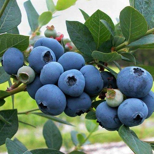 1g Blueray Blueberry