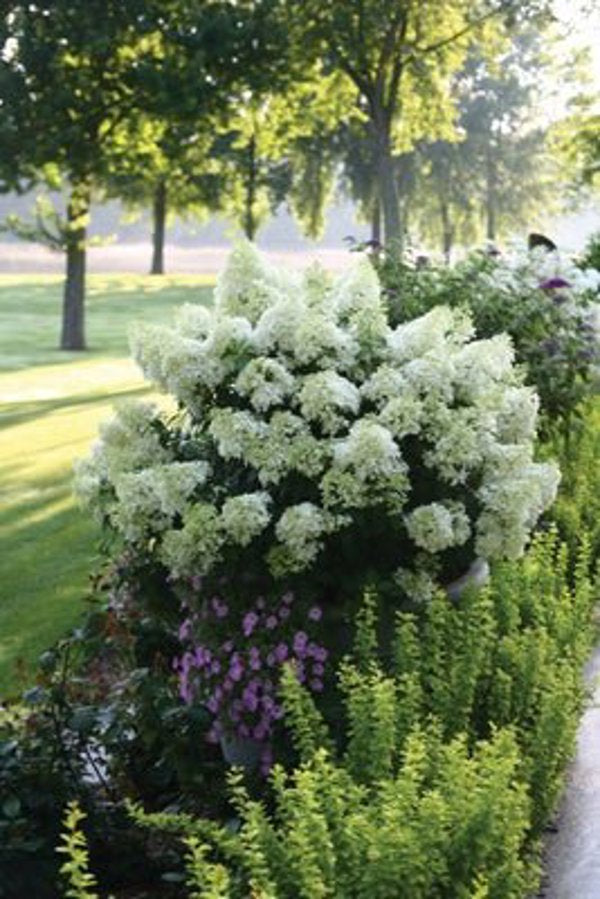 1 Quart Bobo Panicle Hydrangea
