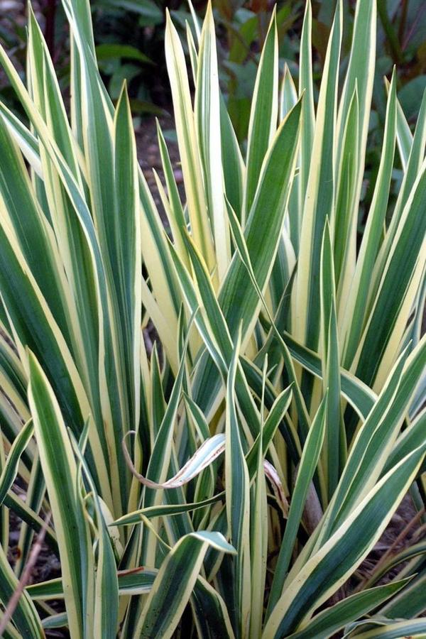 3g Bright Edge Yucca