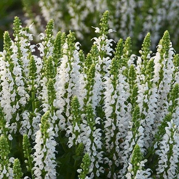 1g Bumblesnow Meadow Sage