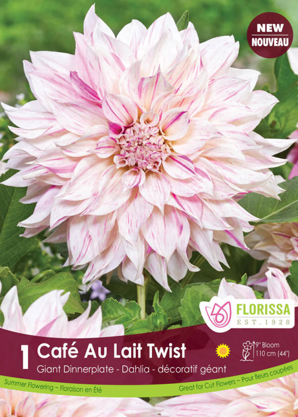 Cafe au Lait Twist Dinnerplate Dahlia Bulb