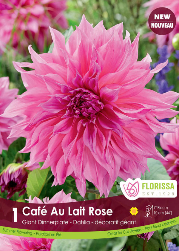 Cafe au Lait Rose Dinnerplate Dahlia Bulb