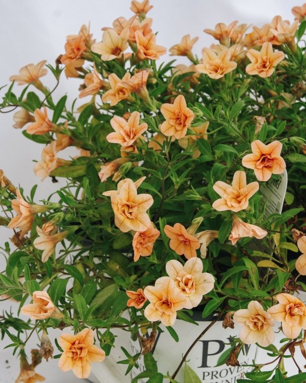 4 Inch Calibrachoa Superbells Double Amber