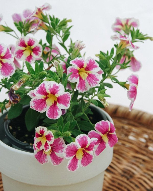 4 Inch Calibrachoa Superbells Holy Cow!