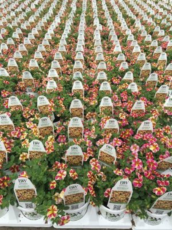 4 Inch Calibrachoa Superbells Holy Moly!