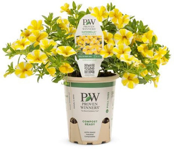 4 Inch Calibrachoa Superbells Lemon Slice