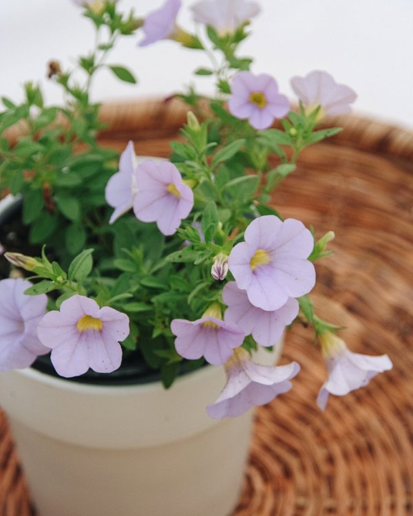 4 Inch Calibrachoa Superbells Miss Lilac