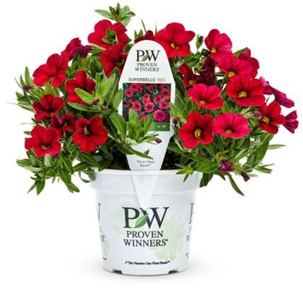 4 Inch Calibrachoa Superbells Red
