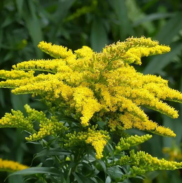 Canada Goldenrod - 11cm Pot