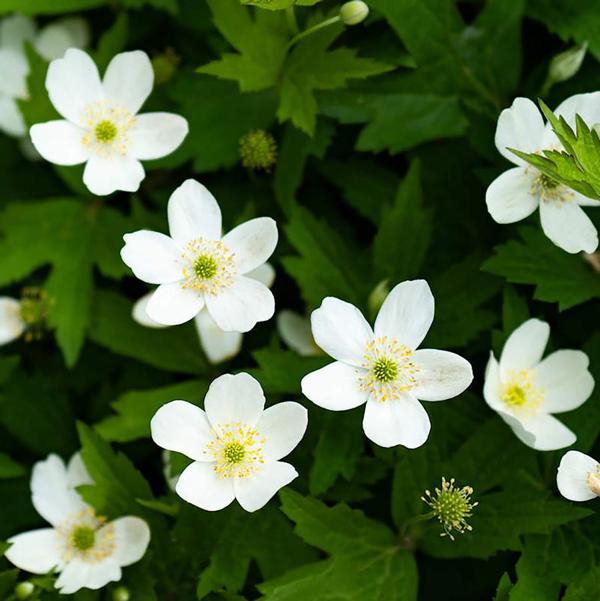 Canadian Anemone - 11cm Pot