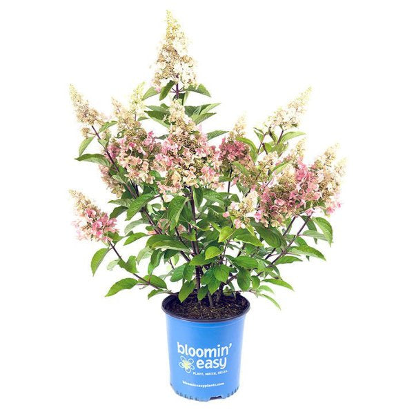 2g Candelabra Hydrangea
