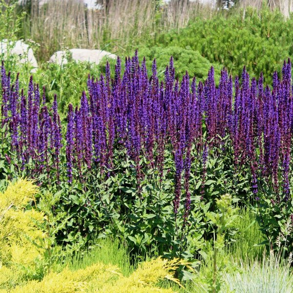 1g Caramia Meadow Sage
