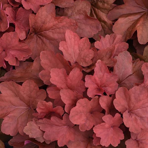 1g Carnival Cinnamon Stick Coral Bells
