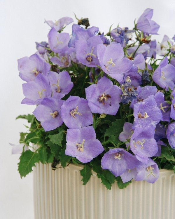 1g Carpathian Bellflower Pearl Deep Blue