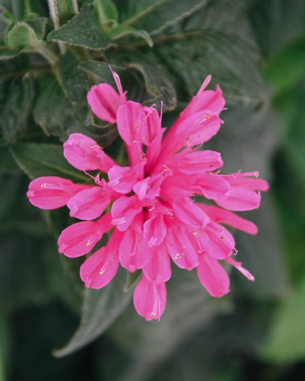 1g Cerise Bee Balm