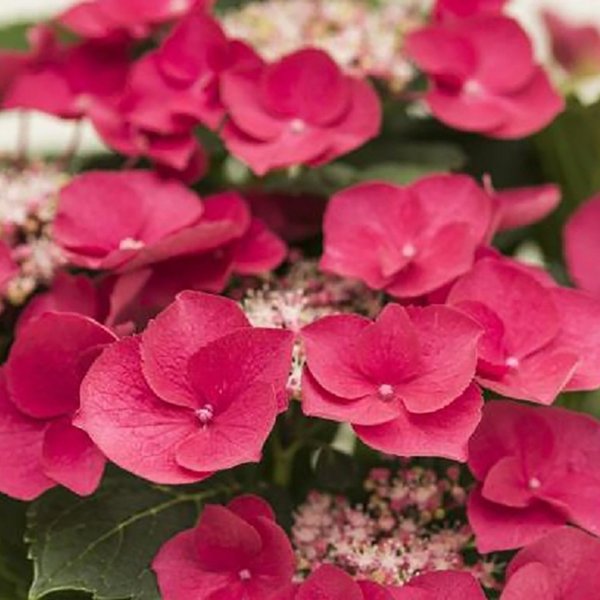 2g Cherry Explosion Hydrangea