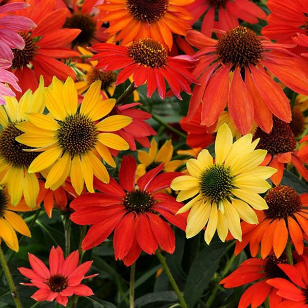 2g Cheyenne Spirit Coneflower