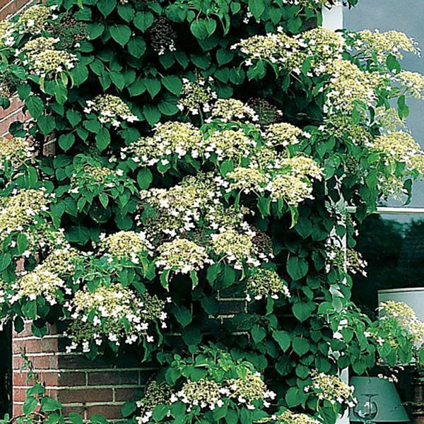 1g Std Climbing Hydrangea