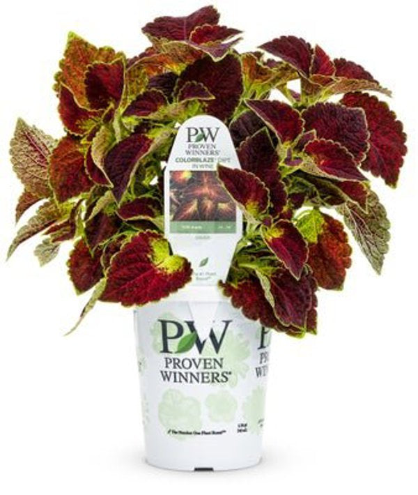 4 Inch Coleus ColorBlaze Dipt in Wine