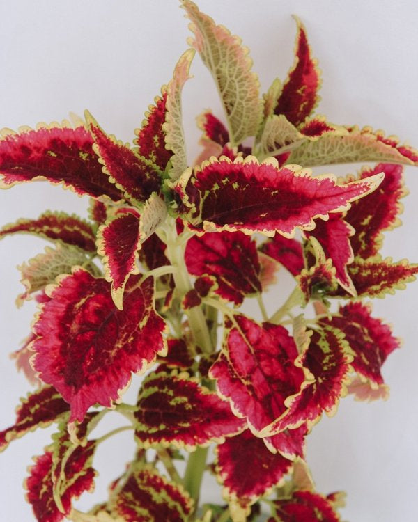 4 Inch Coleus ColorBlaze El Brighto