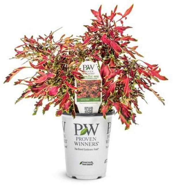 4 Inch Coleus ColorBlaze Mini Me Watermelon