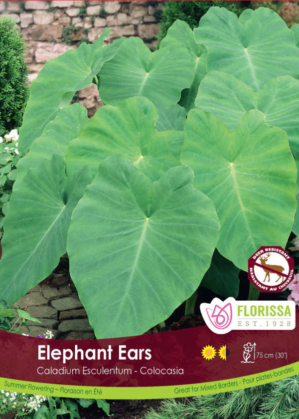 Colocasia Elephant Ears Bulb