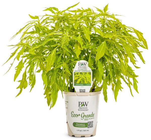 4 Inch ColorBlaze Mini Me Chartreuse Coleus