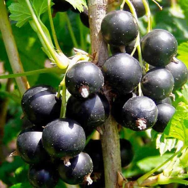 1g Consort Black Currant